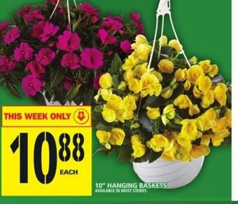 Food Basics 10" Hanging baskets offer