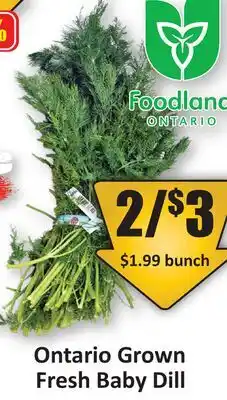 Starsky Ontario Grown Fresh Baby Dill offer