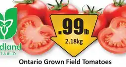 Starsky Ontario Grown Field Tomatoes offer
