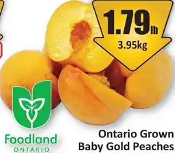 Starsky Ontario Grown Baby Gold Peaches offer