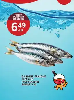Kim Phat FRESH SARDINE offer