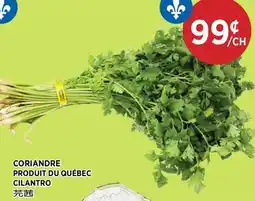 Kim Phat CILANTRO offer