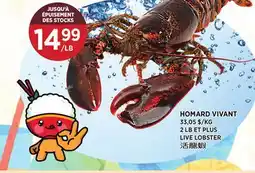 Kim Phat LIVE LOBSTER offer