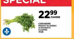 Kim Phat CILANTRO offer