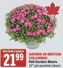 IGA Fall Garden Mums 12" offer