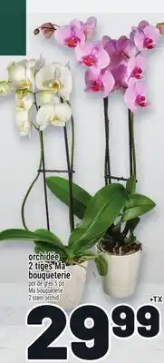 Metro ORCHIDÉE 2 TIGES MA BOUQUETERIE | 2 STEM ORCHID offer