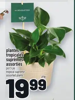 Metro PLANTES TROPICALES SUPRÊMES ASSORTIES | TROPICAL SUPREME ASSORTED PLANTS offer