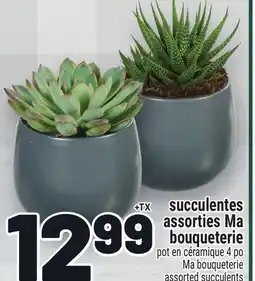 Metro SUCCULENTES ASSORTIES MA BOUQUETERIE | MA BOUQUETERIE ASSORTED SUCCULENTS offer