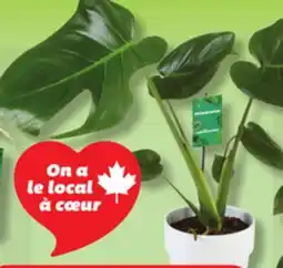 IGA PHILODENDRON offer