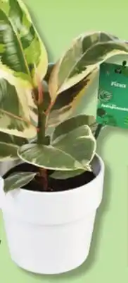 IGA LES INDISPENSABLES FICUS, PHILODENDRON OR PEPEROMIA offer