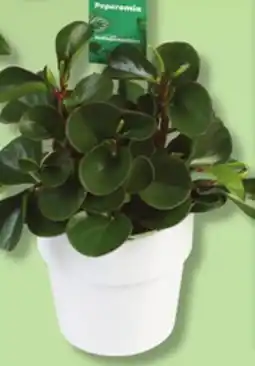 IGA FICUS, PHILODENDRON OR PEPEROMIA offer