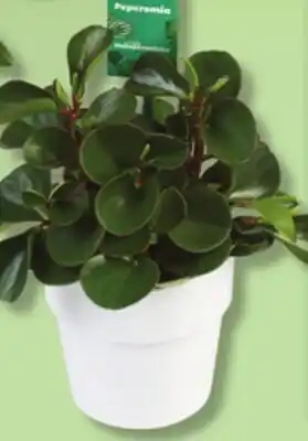 IGA FICUS, PHILODENDRON OR PEPEROMIA offer