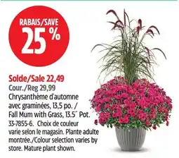 Canadian Tire Fall Mum with Grass, 13.5˝ Pot offer
