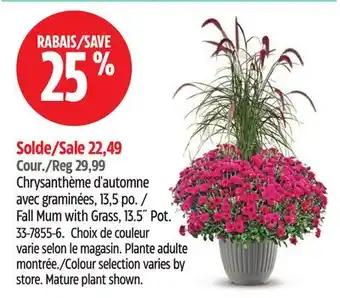 Canadian Tire Fall Mum with Grass, 13.5˝ Pot offer