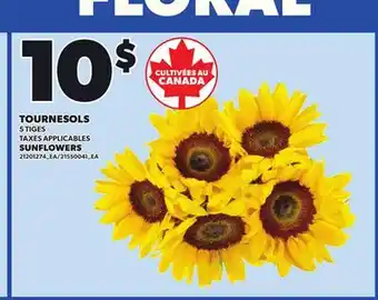 Provigo SUNFLOWERS, 5 TIGES offer