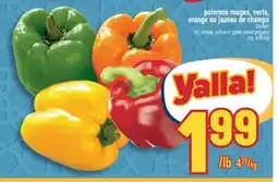 Marché Adonis Poivrons rouges, verts, orange ou jaunes de champs | red, orange, yellow or green sweet peppers offer