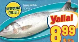 Marché Adonis Loup de mer frais | Fresh sea bass offer
