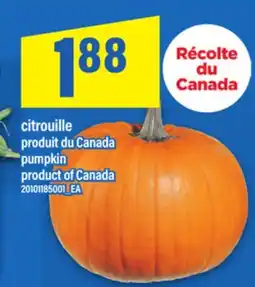 Maxi CITROUILLE | PUMPKIN offer
