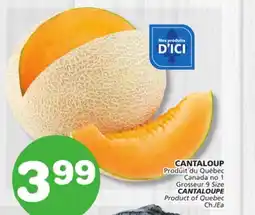 Marches Tradition CANTALOUPE offer