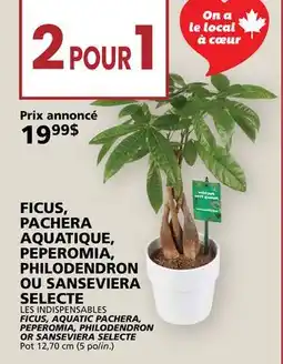 Rachelle-Bery Grocery LES INDISPENSABLES FICUS, AQUATIC PACHERA, PEPEROMIA, PHILODENDRON OR SANSEVIERA SELECTE offer