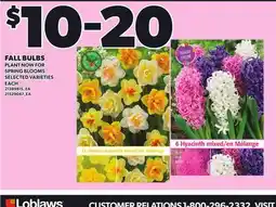 Loblaws FALL BULBS, EACH offer