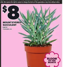 Loblaws MOUNT EVEREST SUCCULENT, EACH offer
