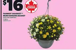 Loblaws FARMER'S MARKET MUM HANGING BASKET, 11 INCH offer