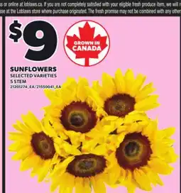 Loblaws SUNFLOWERS, 5 STEM offer
