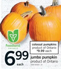 Fortinos JUMBO PUMPKIN offer
