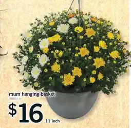 Fortinos MUM HANGING BASKET, 11 inch offer