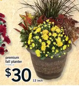 Fortinos PREMIUM FALL PLANTER offer