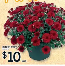 Fortinos GARDEN MUM offer