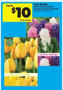 Real Canadian Superstore FALL BULBS offer