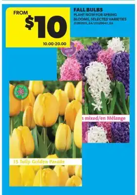 Real Canadian Superstore FALL BULBS offer