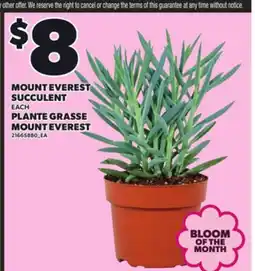 Independent Grocer MOUNT EVEREST SUCCULENT offer