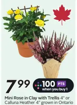 Sobeys Mini Rose in Clay with Trellis 4 or Calluna Heather 4 offer