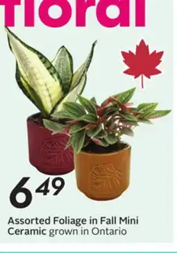 Sobeys Assorted Foliage in Fall Mini Ceramic offer