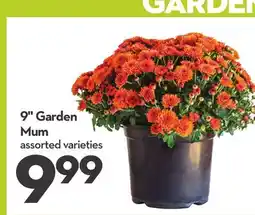 Longo's 9 Garden Mum offer