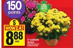 Food Basics 9 GARDEN MUMS offer