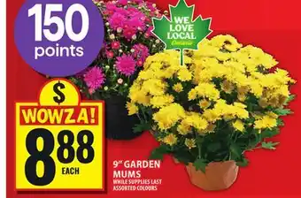 Food Basics 9 GARDEN MUMS offer