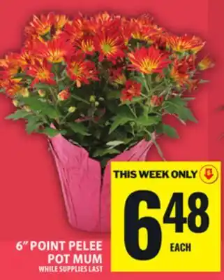 Food Basics 6 POINT PELEE POT MUM offer