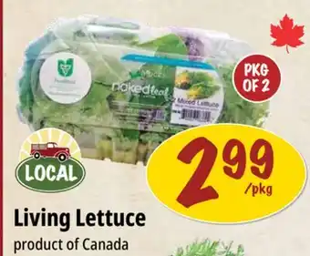 Farm Boy Living Lettuce offer