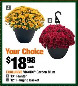 Home Depot Vigoro Garden Mum offer
