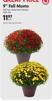 Home Hardware 9 Fall Mums offer