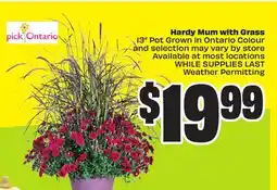 FreshCo Hardy Mum with Grass 13 Pot Grown in Ontario Colour offer