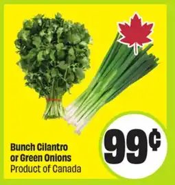FreshCo Bunch Cilantro or Green Onions Product of Canada offer