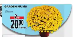 Metro GARDEN MUMS 8 POT offer