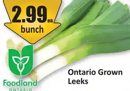 Starsky Leeks offer