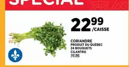 Kim Phat CILANTRO offer