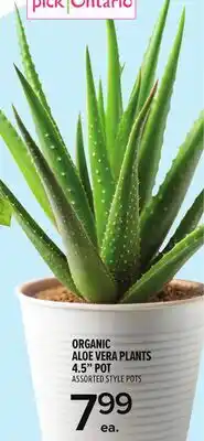 Metro ORGANIC ALOE VERA PLANTS 4.5 POT offer
